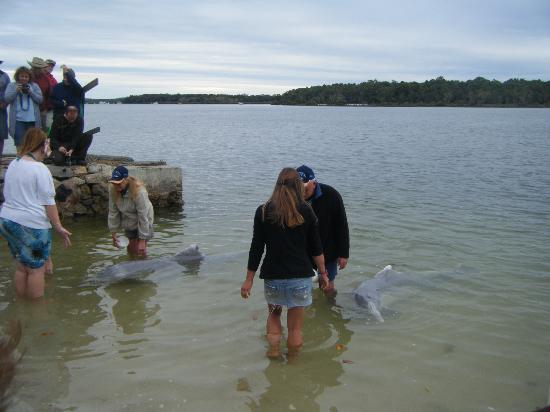 tin-can-bay-dolphin-feeding